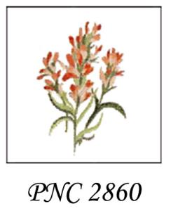 PNC 2860  INDIAN PAINTBRUSH