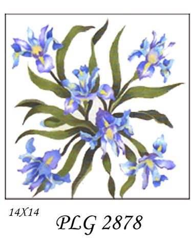 PLG 2878  DUTCH IRIS