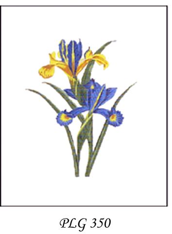 PLG 350  IRIS BOTANICAL