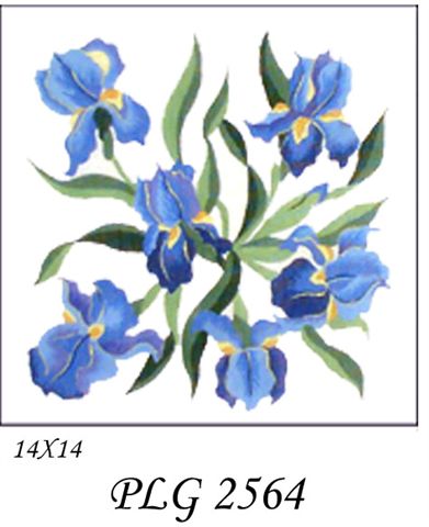 PLG 2564  BLUE IRIS