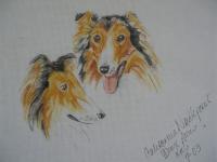 Collies