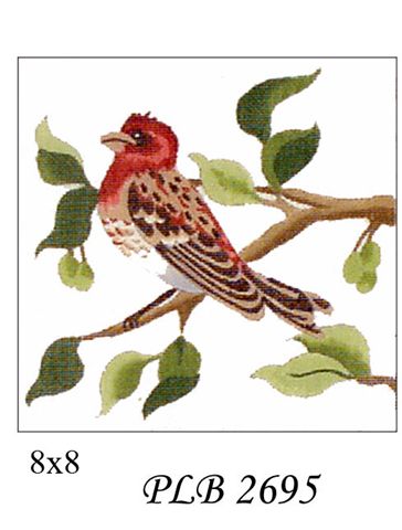 PLB 2695  PURPLE FINCH