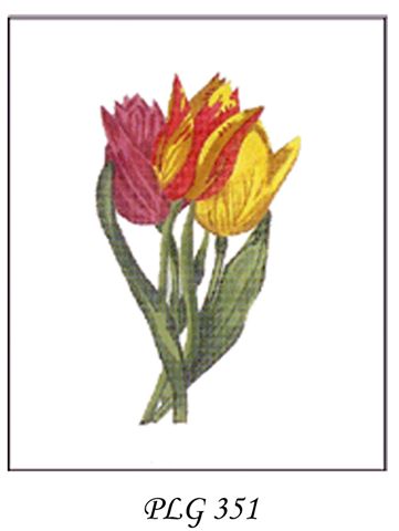 PLG 351  TULIP BOTANICAL