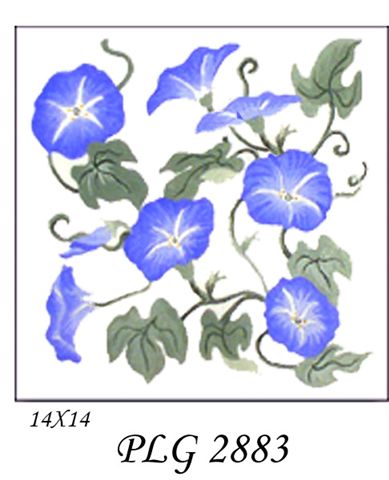 PLG 2883  MORNING GLORIES