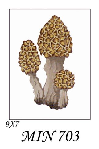 MIN 703  MORELLE MUSHROOMS