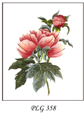 PLG 358  PEONY